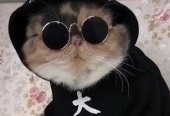 吃瓜娱乐的喵哥是谁,揭秘网络红人的魅力与影响力